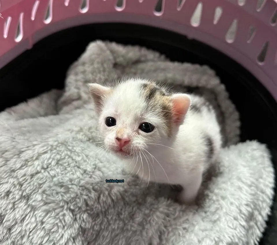 Beyaz ve kahverengi bir kedi, bir kaptan oturuyor.