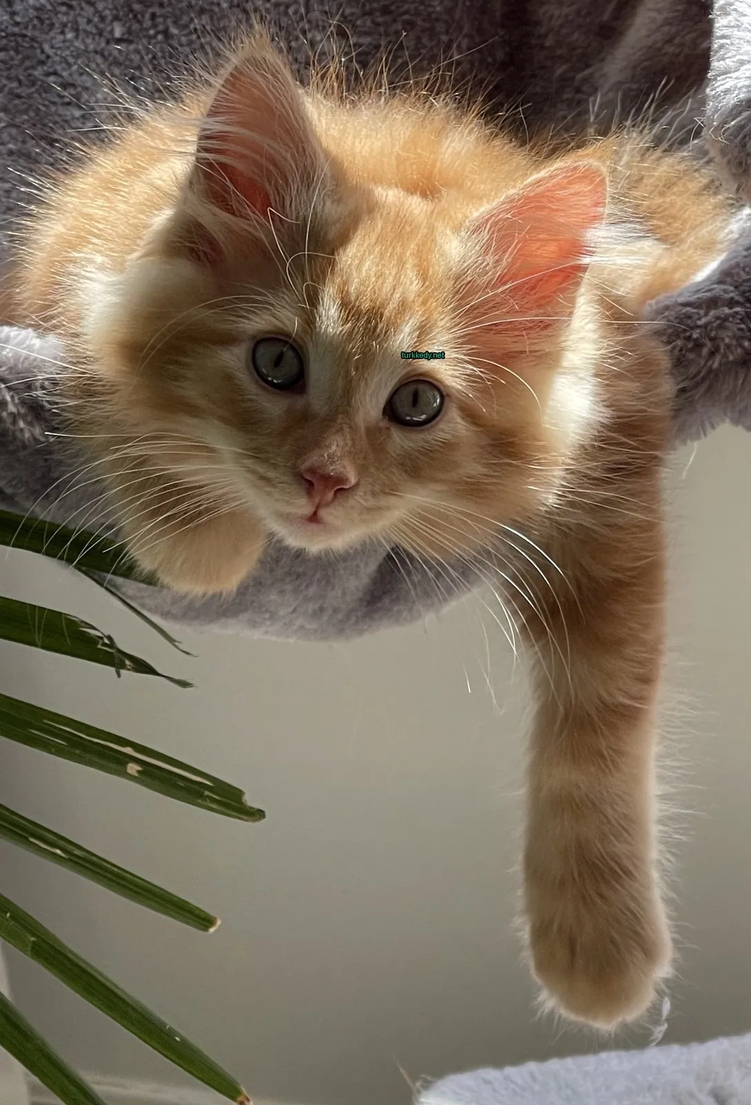 Kırmızı bir kedi, yeşil gözleri olan tırtıllı bir kedi, kedi ağacında yatıyor.