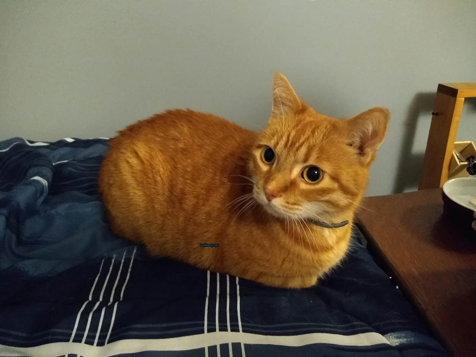 Kara ve beyaz bir kedi yatakta oturuyor.