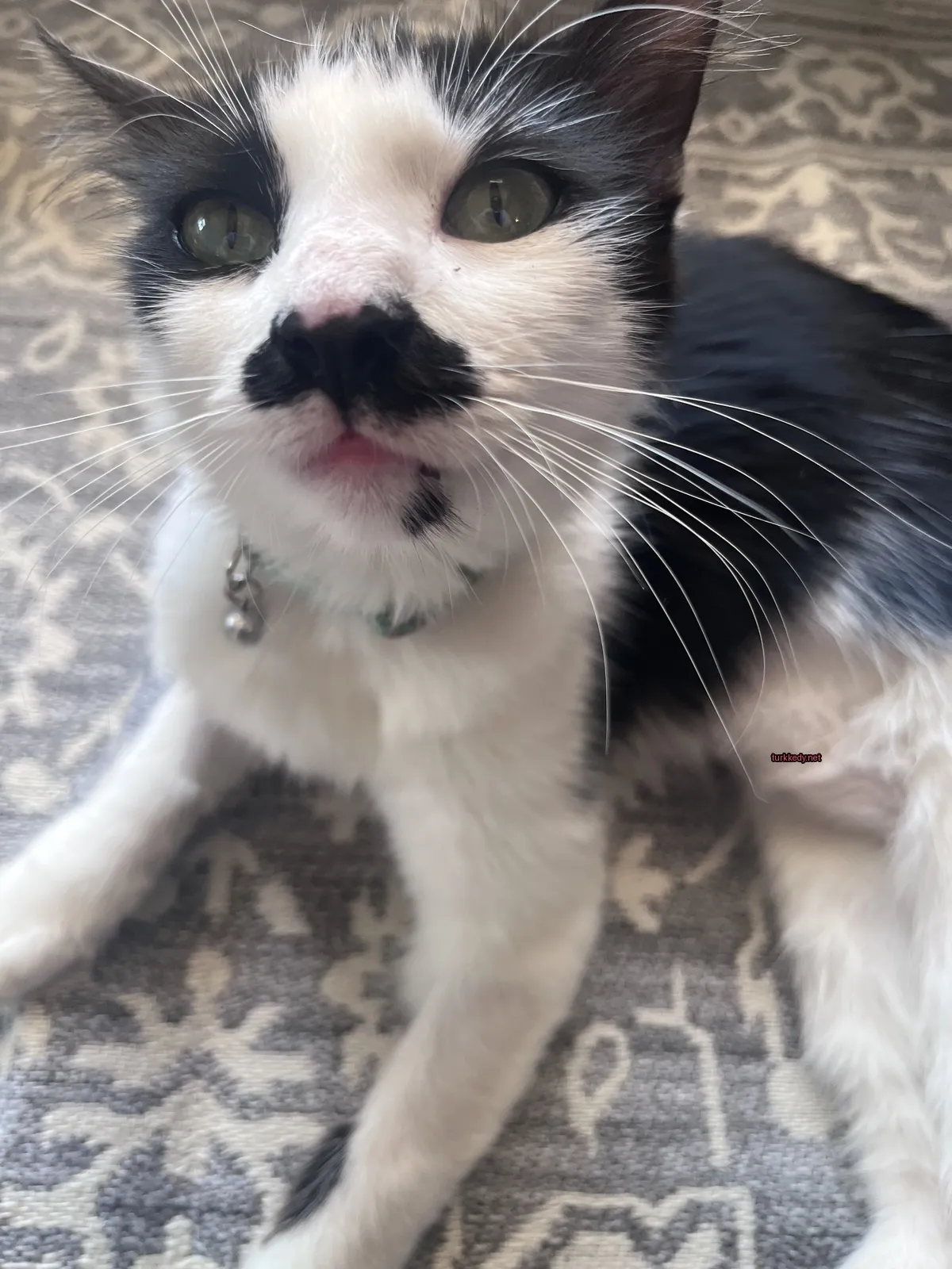 Siyah ve beyaz bir kedi yeşil bir kemerle bir halı üzerinde oturuyor.