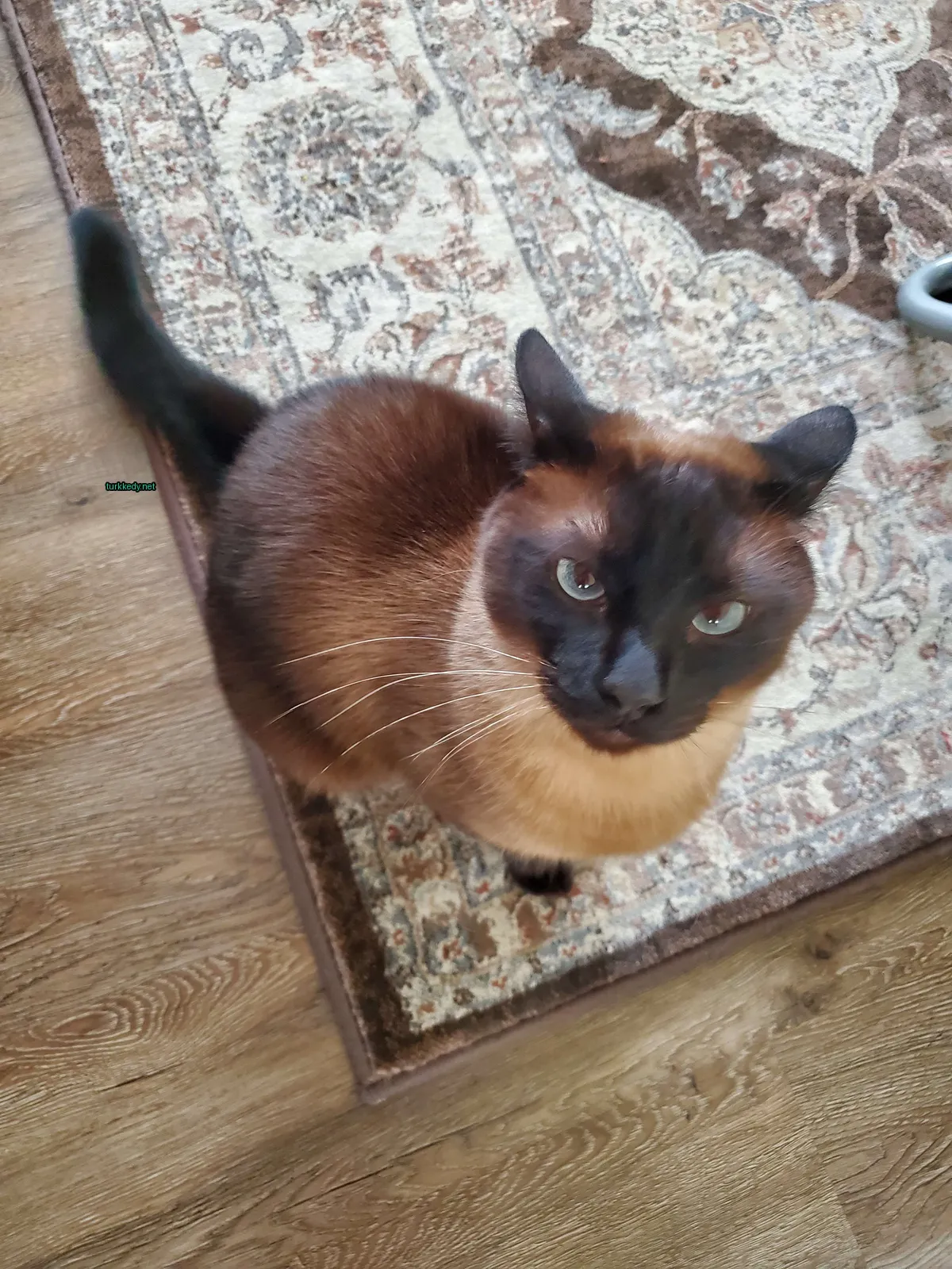Siyah ve kahverengi bir kedi, uzun kuyruğu ve tüyleri ile bir halı üzerinde oturuyor.