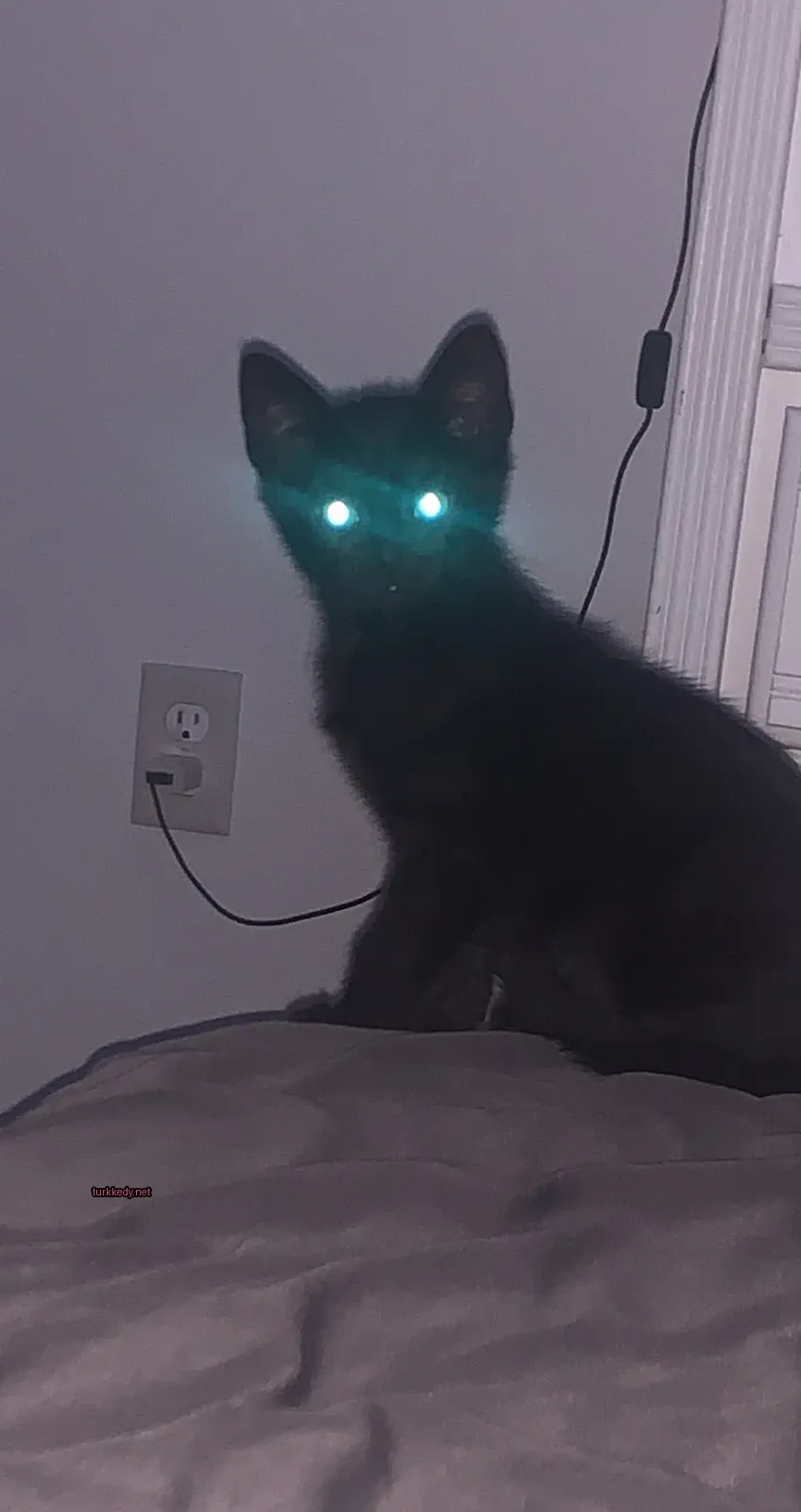 Siyah bir kedi yeşil gözleriyle yatakta oturuyor.
