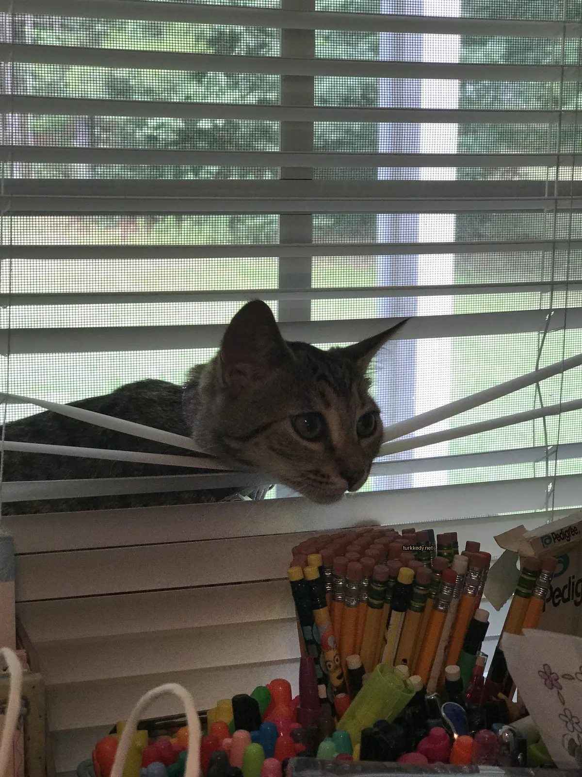 Bir pencereden bir beyaz yüzü ve kahverengi kulakları olan bir çalıntı kedi görüntülendi.