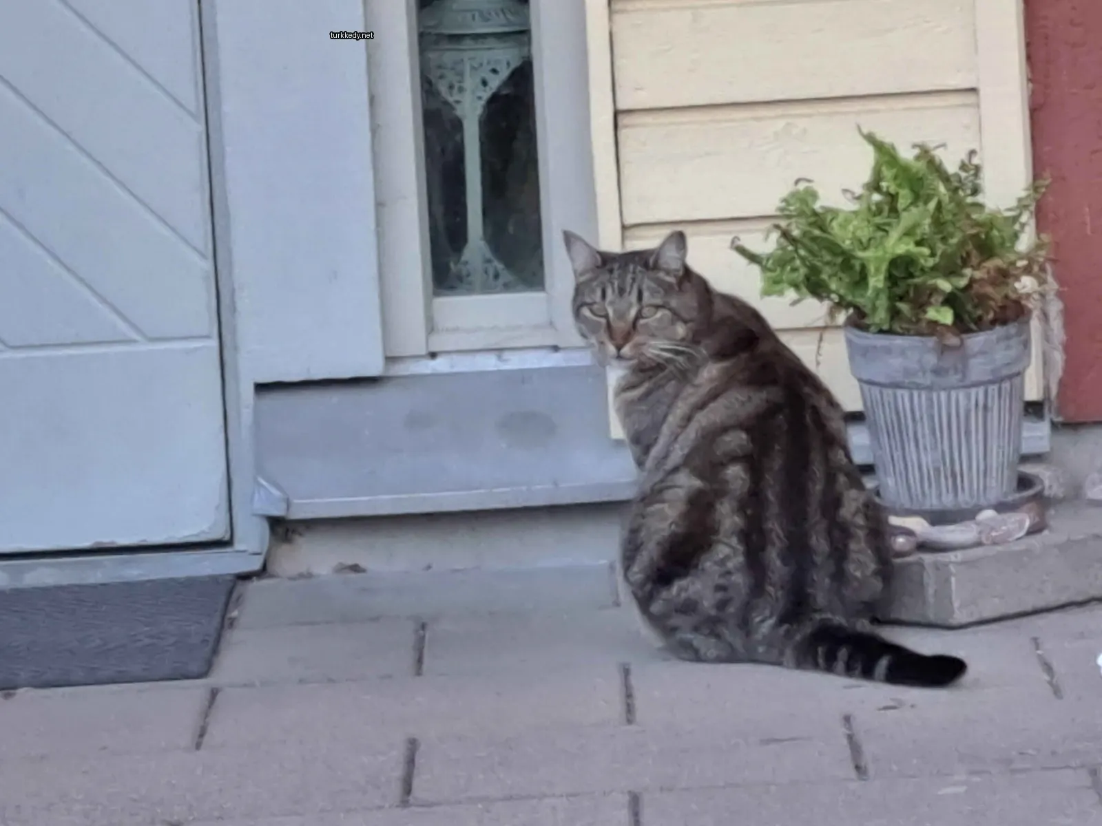 Bir evin yanındaki zemine oturan bir çizikli kedi.