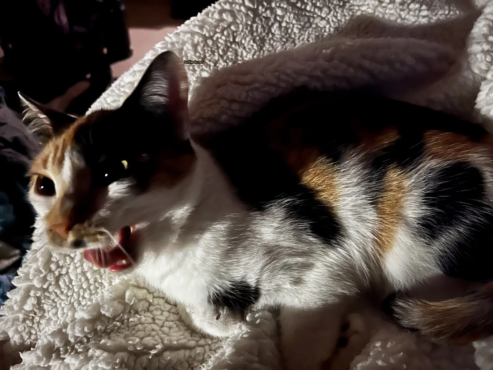 Siyah ve beyaz bir kedi beyaz bir bez üzerinde yatıyor.