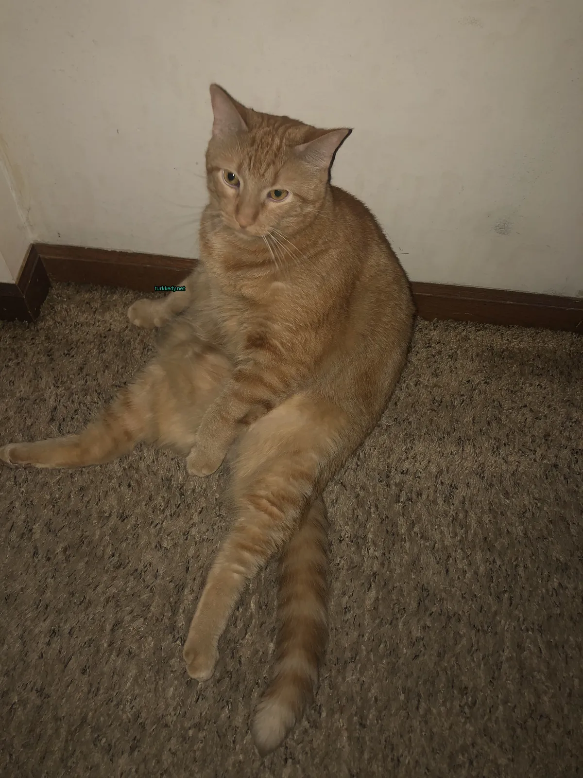 Beyaz ve turuncu bir kedi bir halı üzerinde oturuyor.