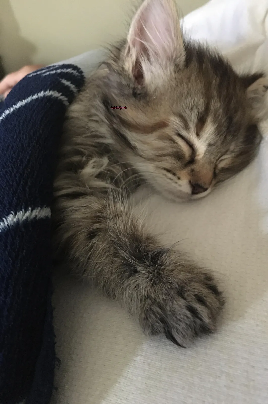 Bir beyaz yüzey üzerinde bir kedi yavrusu uyuyor.