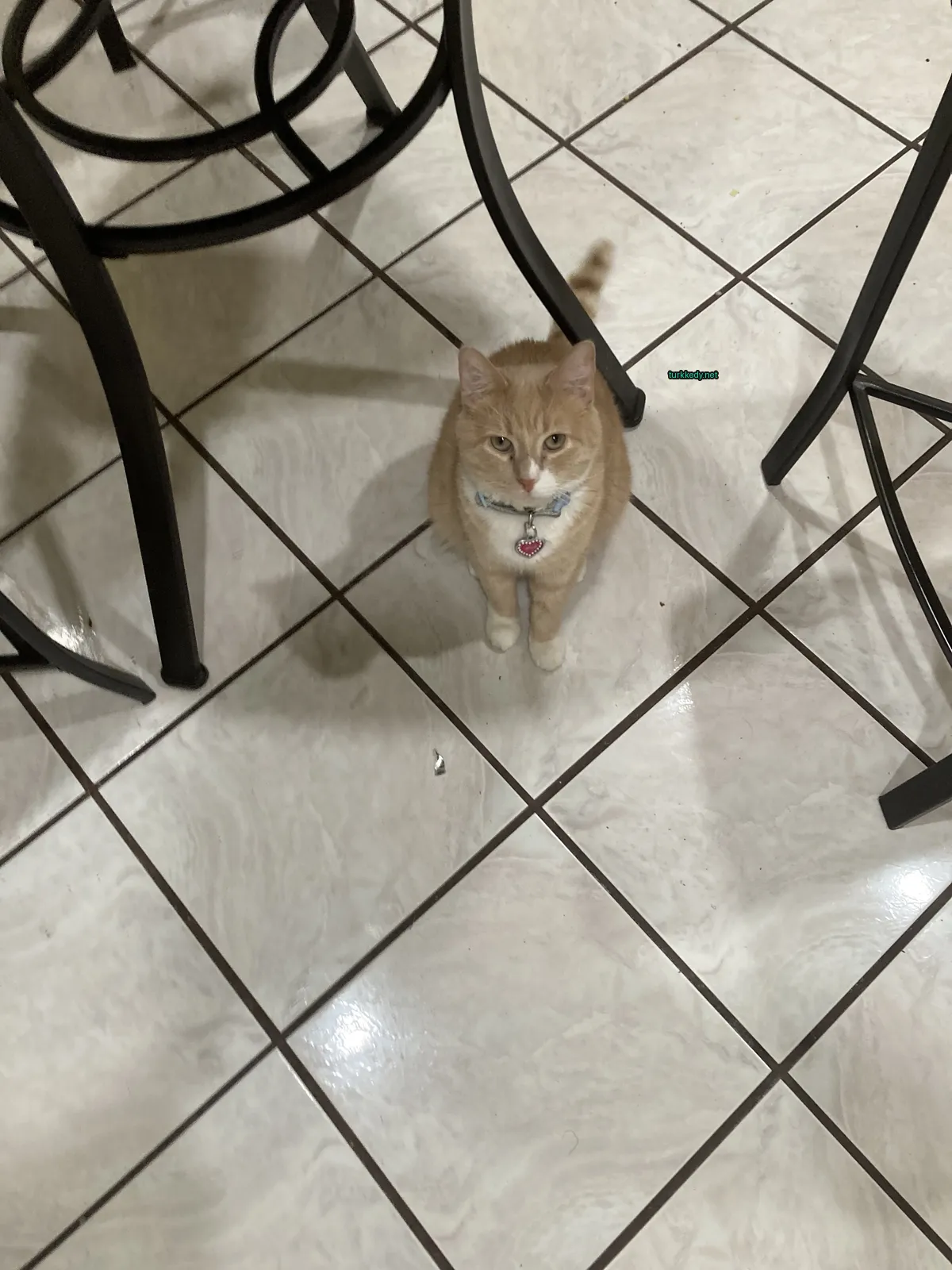 Kahverengi ve beyaz bir kedi mermer zeminde duruyor.