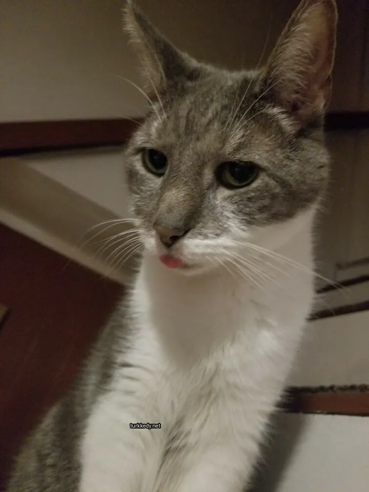 Gri ve beyaz bir kedi, pink dilini dışarı çıkarmış.