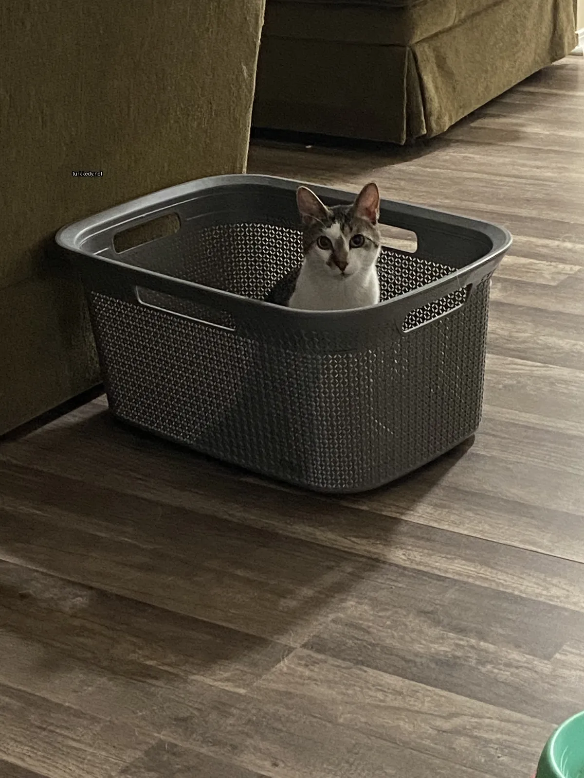 Kedi bir ahşap zeminde bir tel sepette oturuyor.