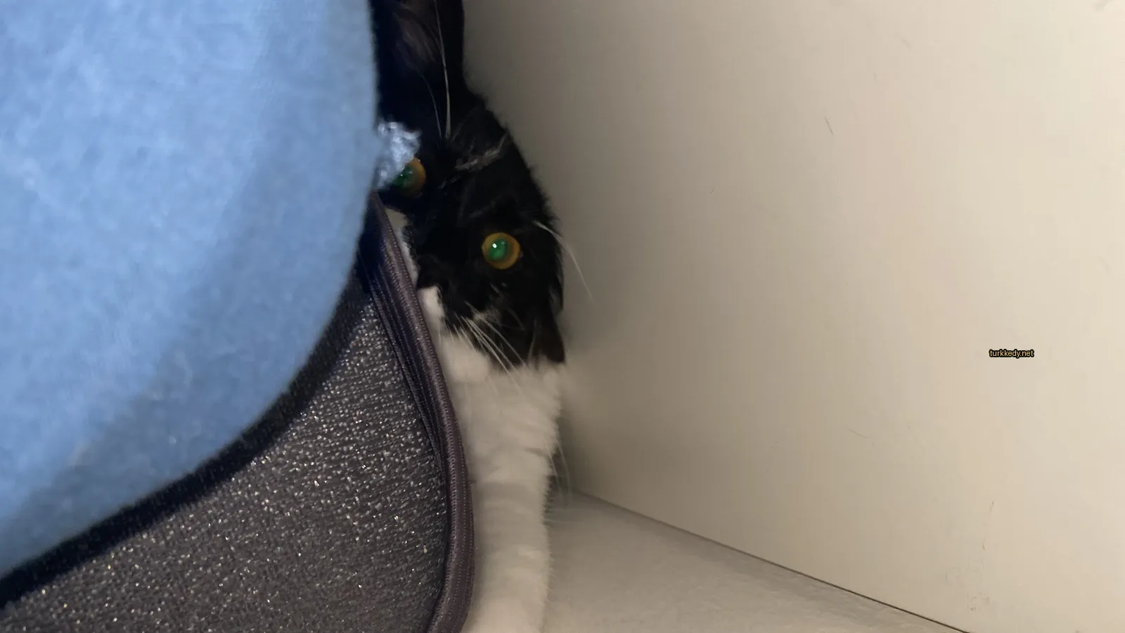 Siyah ve beyaz bir kedi mavi bir torbaya saklanarak yeşil gözleriyle dışarı bakıyor.