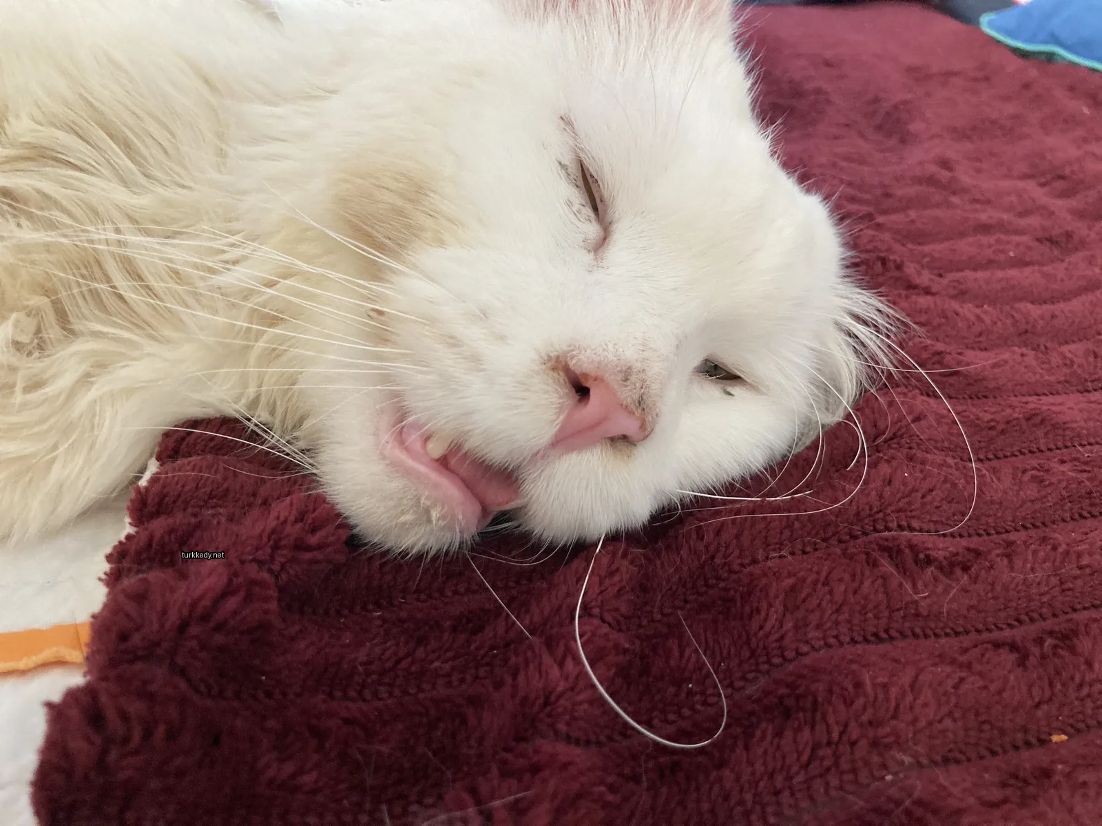 Beyaz bir kedi, pink bir burun ile kırmızı bir bez üzerinde yatıyor.