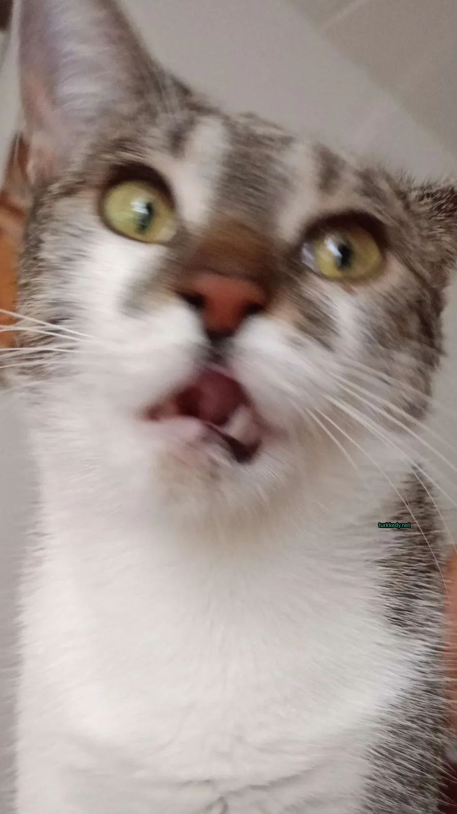 Gri ve beyaz bir kedi, pink bir burun ve ağız ile.