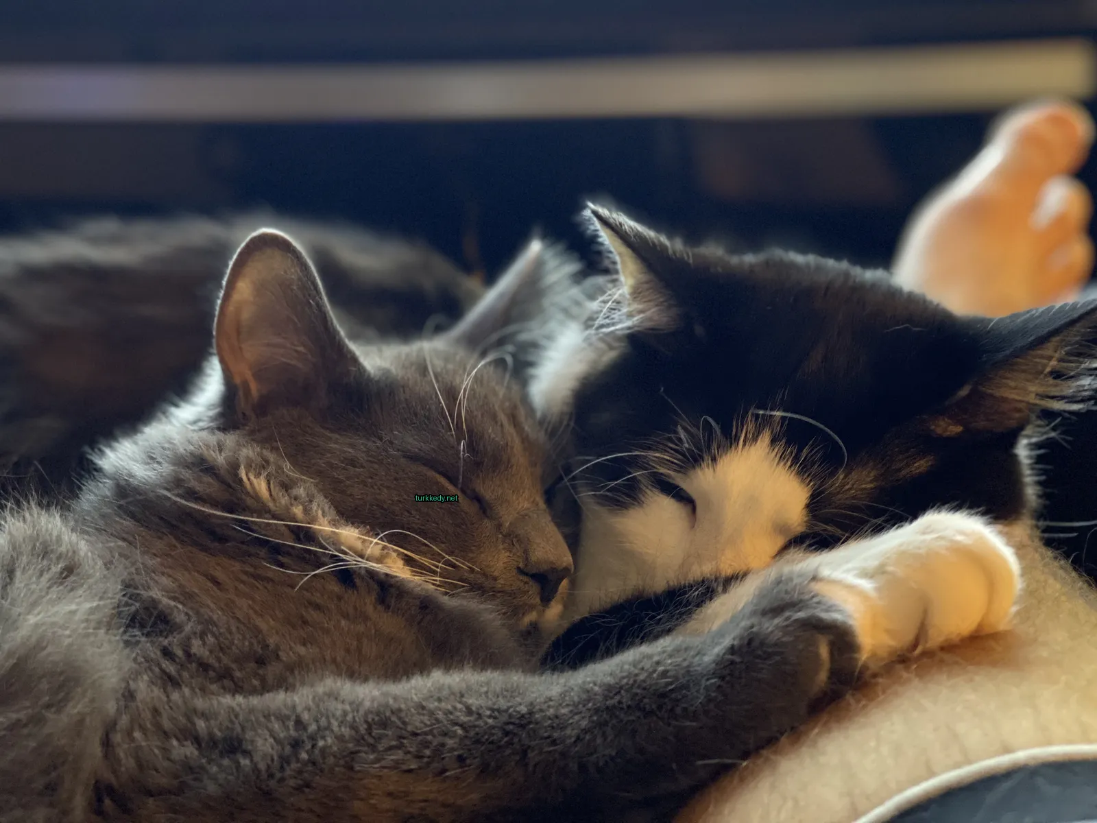 Siyah bir siyah-beyaz kedisi bir gri kedi ile yan yana bir sofa üzerinde yatıyor.