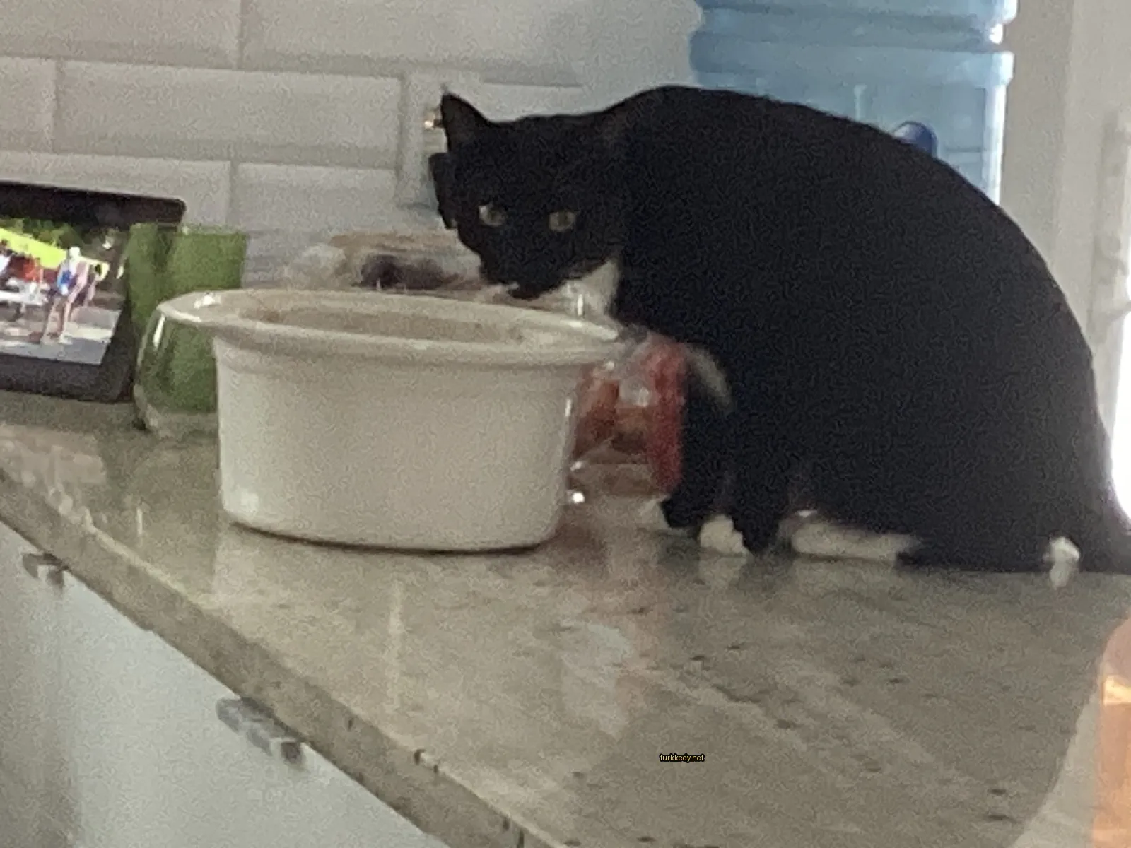 Siyah bir kedi, beyaz bir tabakın yanına beyaz bir masa üstünde duruyor.