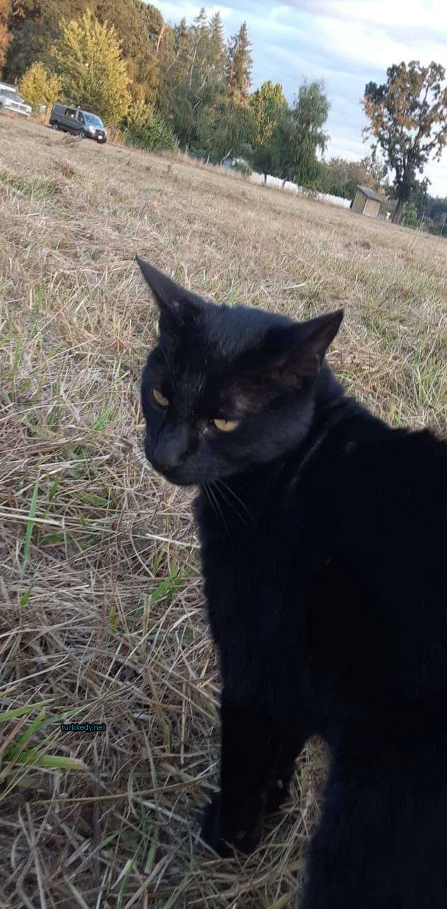 Kara bir kedi beyaz göğsüyle bir otlukta oturmaktadır.