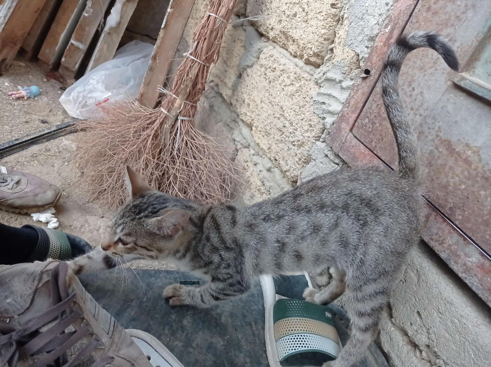 Gri ve beyaz şeritli bir kedi bir skateboard üzerinde duruyor.