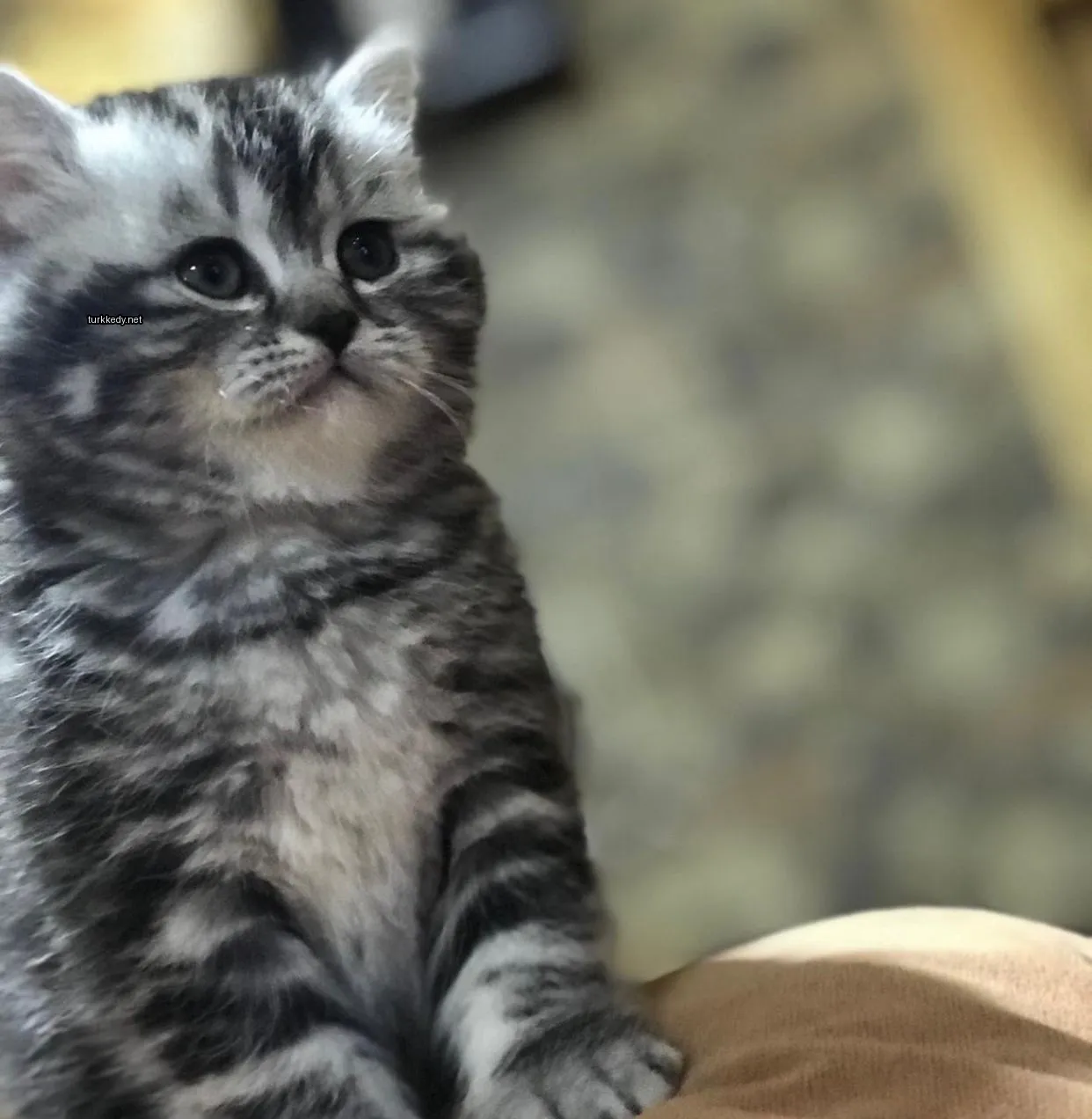 Gri ve beyaz bir kedi bir sofa üzerinde oturuyor.