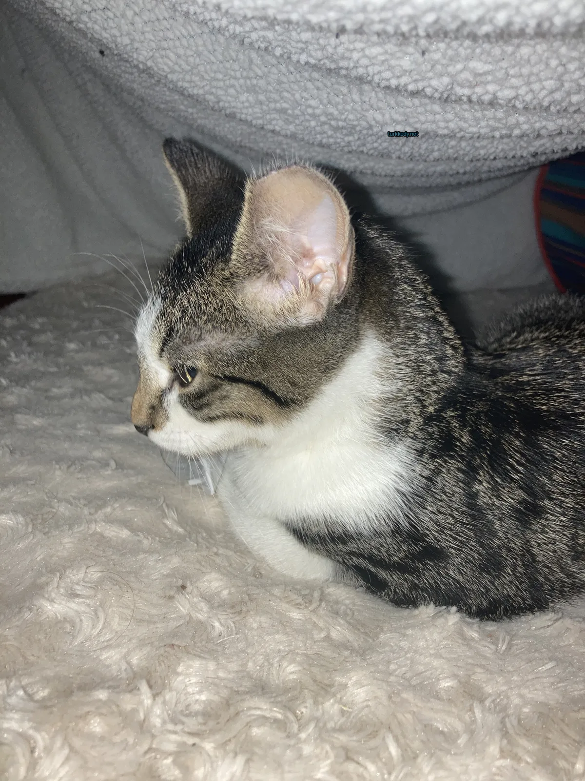 Siyah bir kedi, beyaz bir yastıkta beyaz göğsüyle yatıyor.
