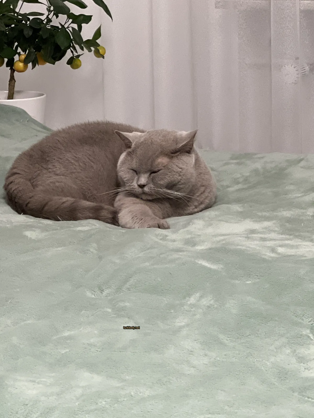 Gri bir kedi, yeşil bir bez üzerinde beyaz yüzü ve siyah tüylü bir pozisyonda yatıyor.