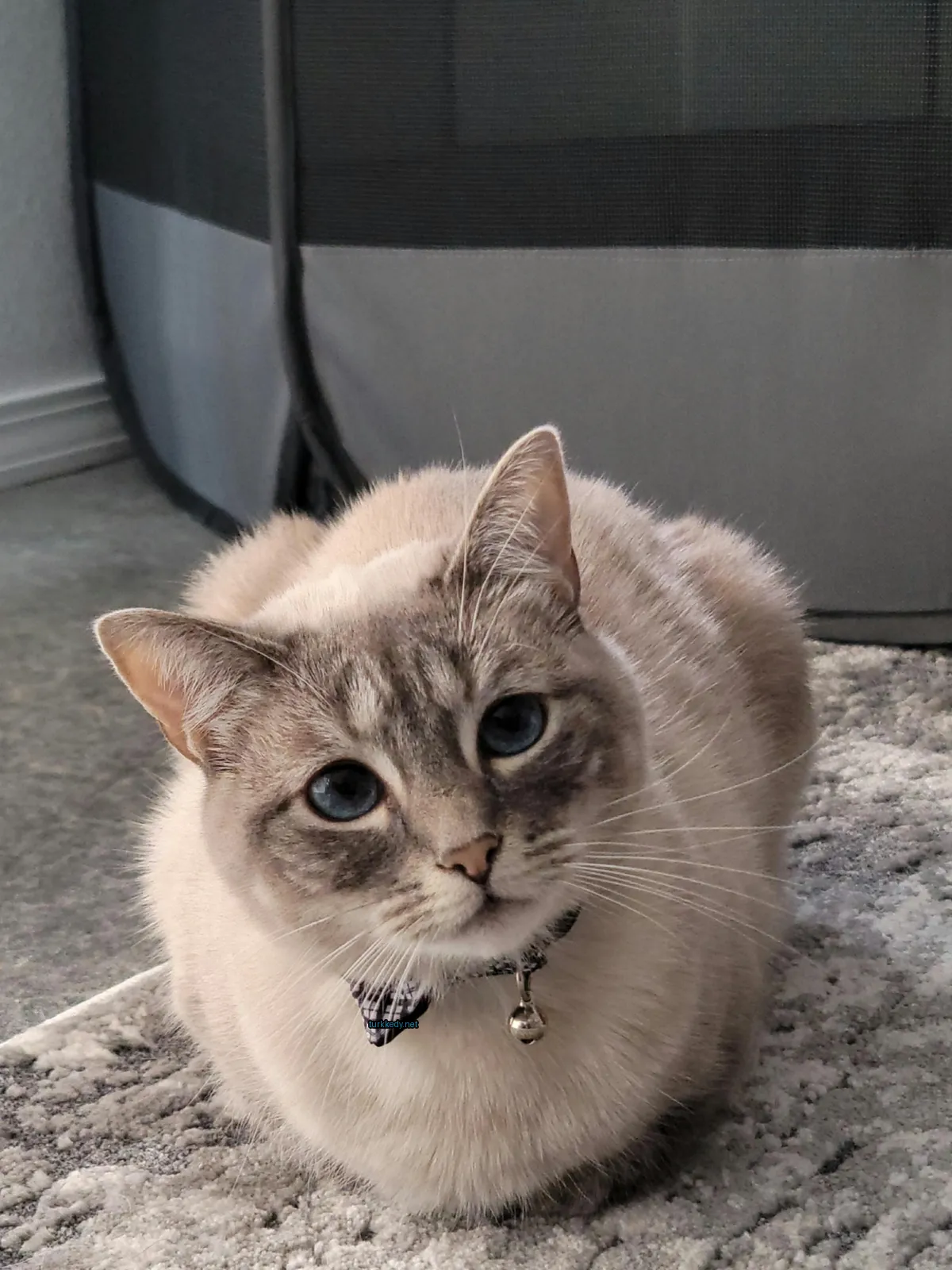 Beyaz bir kedi, gri ve beyaz desenli bir halı üzerinde yatıyor.