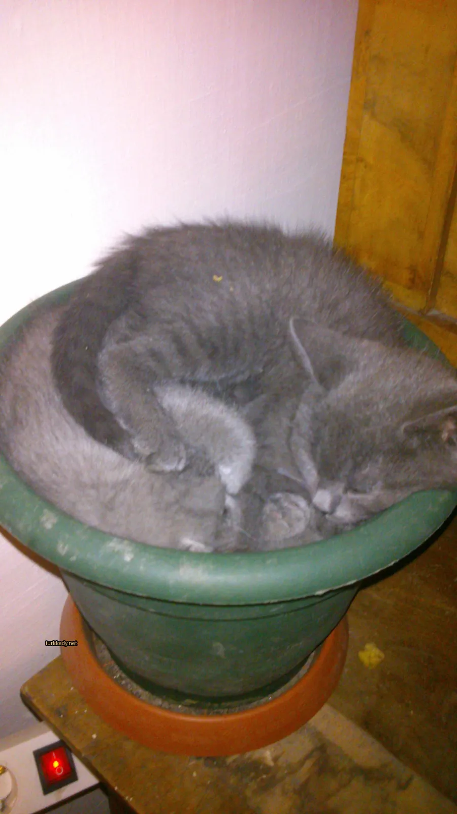 Bir gri kedi yeşil bir pota sarılmış.