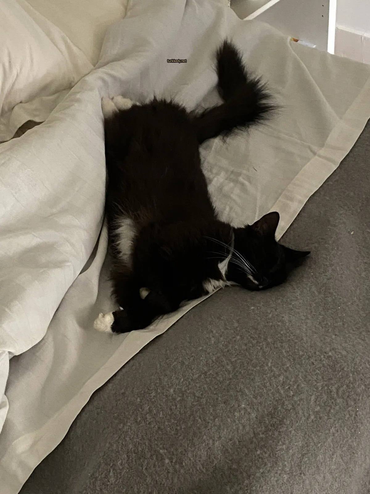 Siyah bir kedi beyaz bir yastık üzerinde yatıyor.