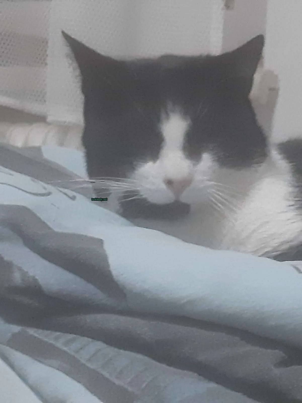Siyah ve beyaz bir kedi yatakta yatıyor.