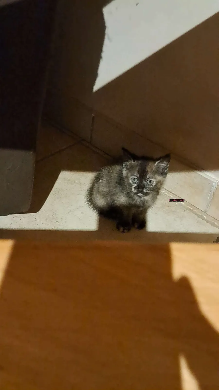 Kara ve gri bir kedi zemine oturmaktadır.