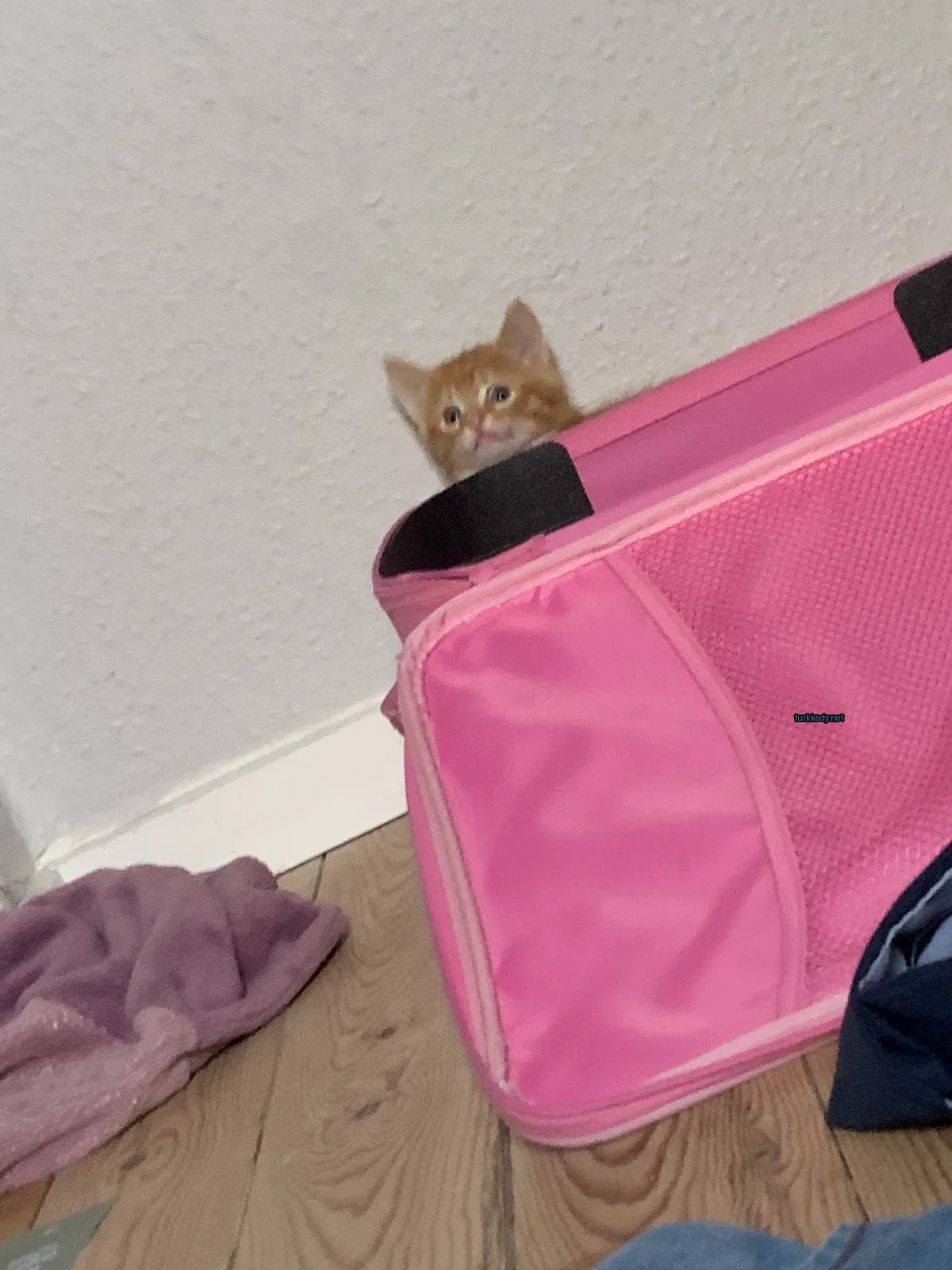 Kırmızı bir valizden bir küçük sarı ve beyaz kedi görüntüsü.