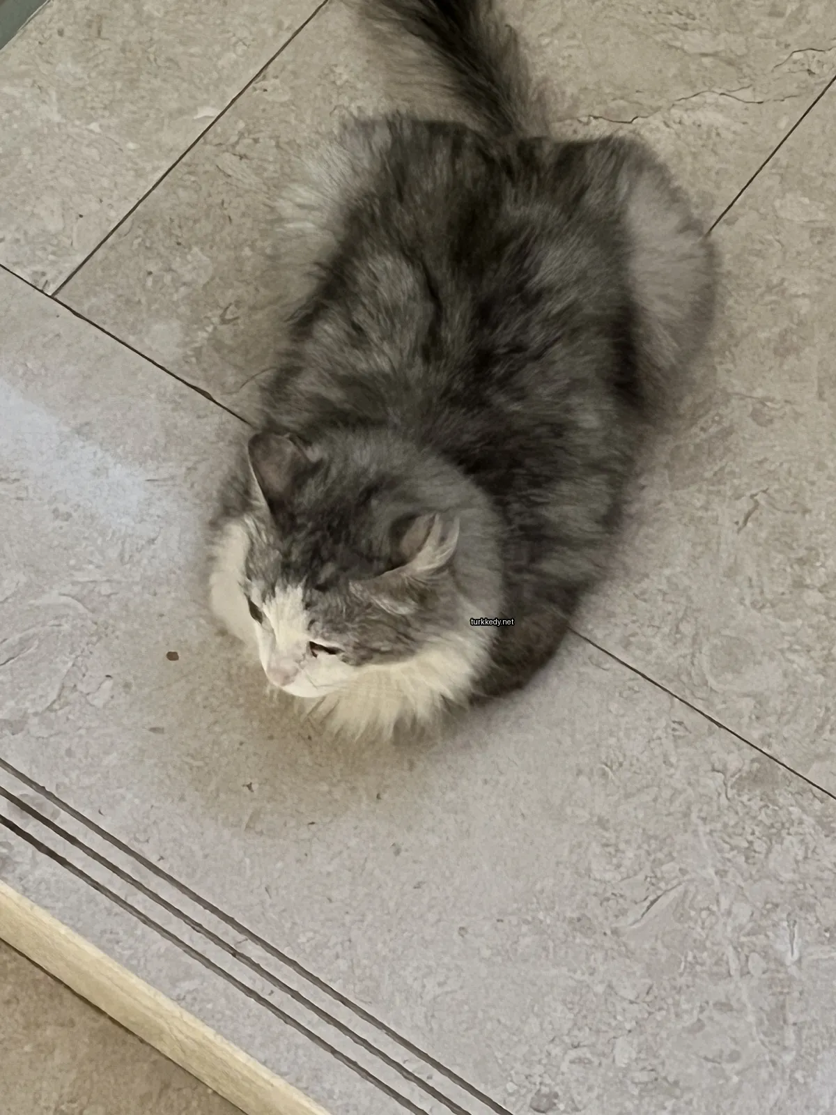 Gri ve beyaz bir kedi zemine yatıyor.