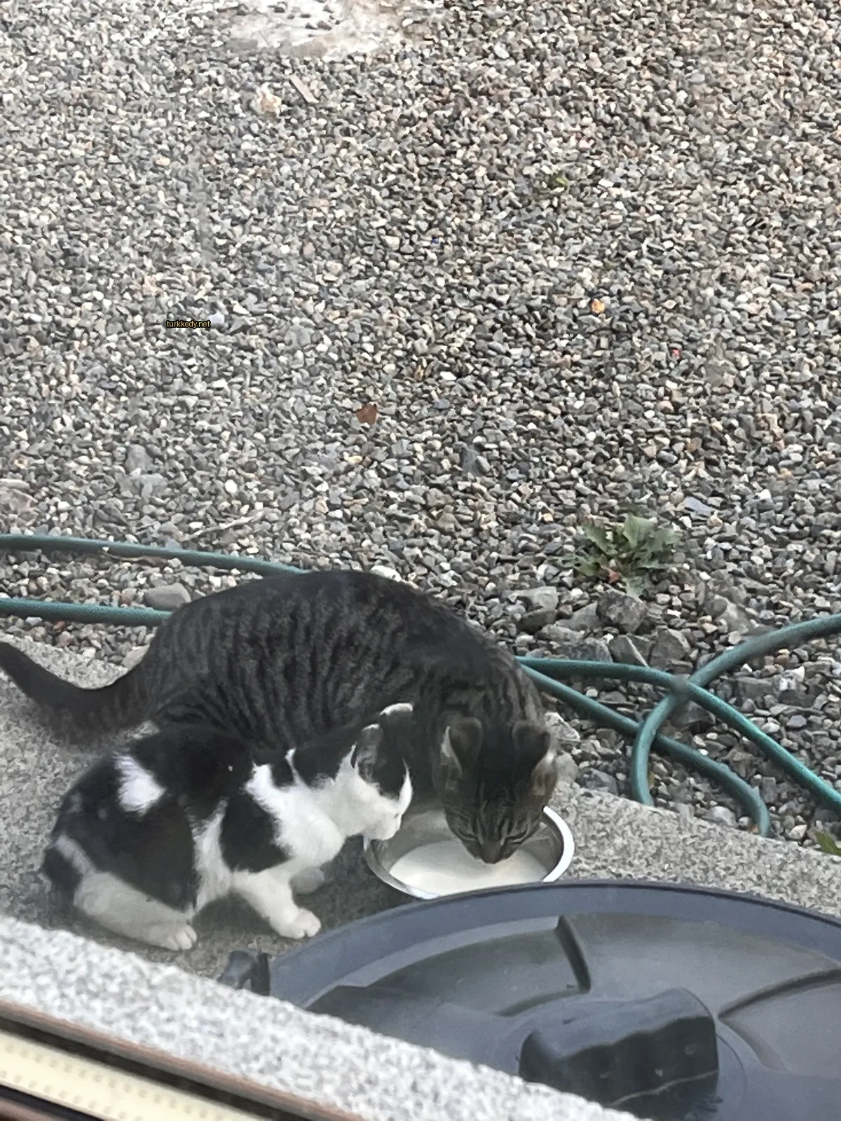 Siyah ve beyaz bir kedi bir kaba su içiyor.