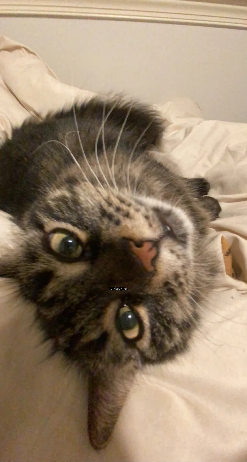 Beyaz ve siyah bir kedi yatakta yatıyor.
