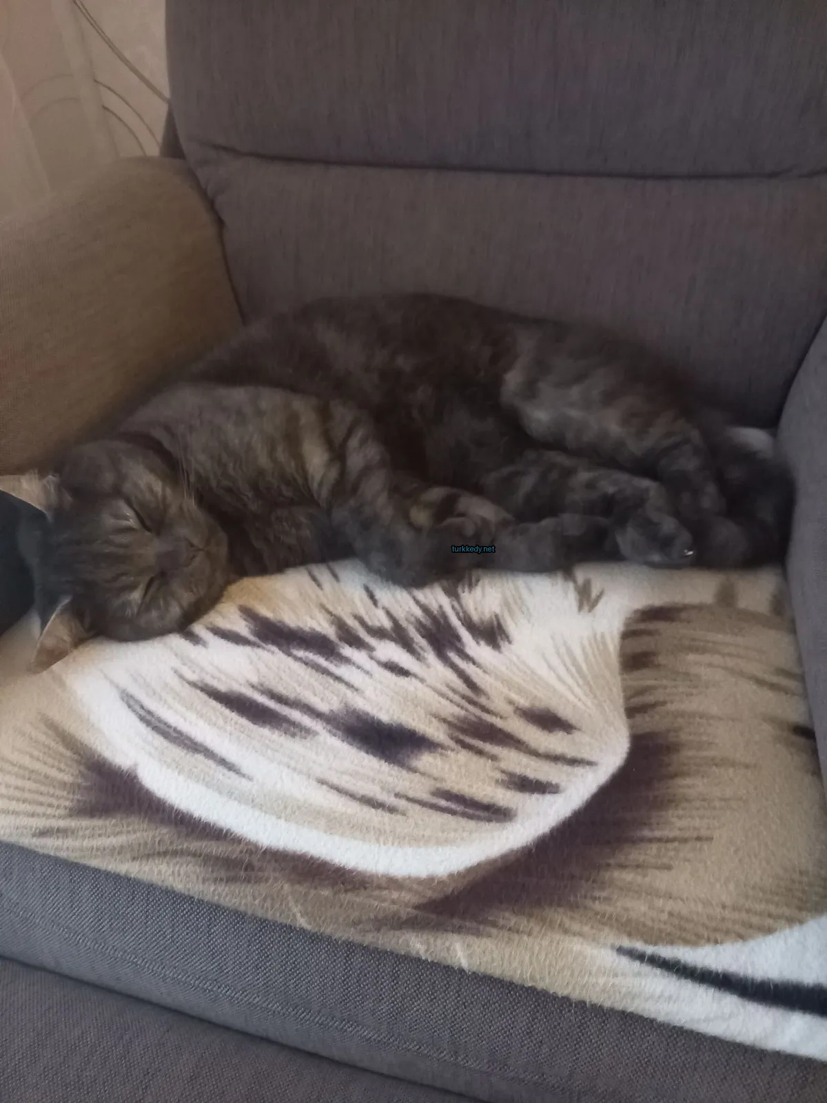 Gri ve beyaz bir kedi bir yastıkta bir sofa üzerinde uyuyor.