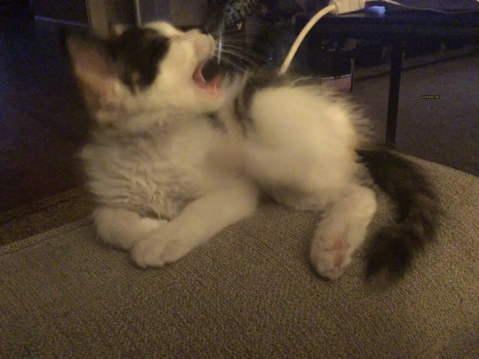 Siyah ve beyaz bir kedi, beyaz göğsü ve ayakları olan bir kedi, bir sofa üzerinde yatan ve yutkunuyor.