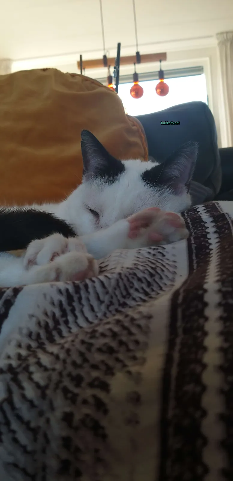 Siyah ve beyaz bir kedi bir bez üzerine yatıyor.