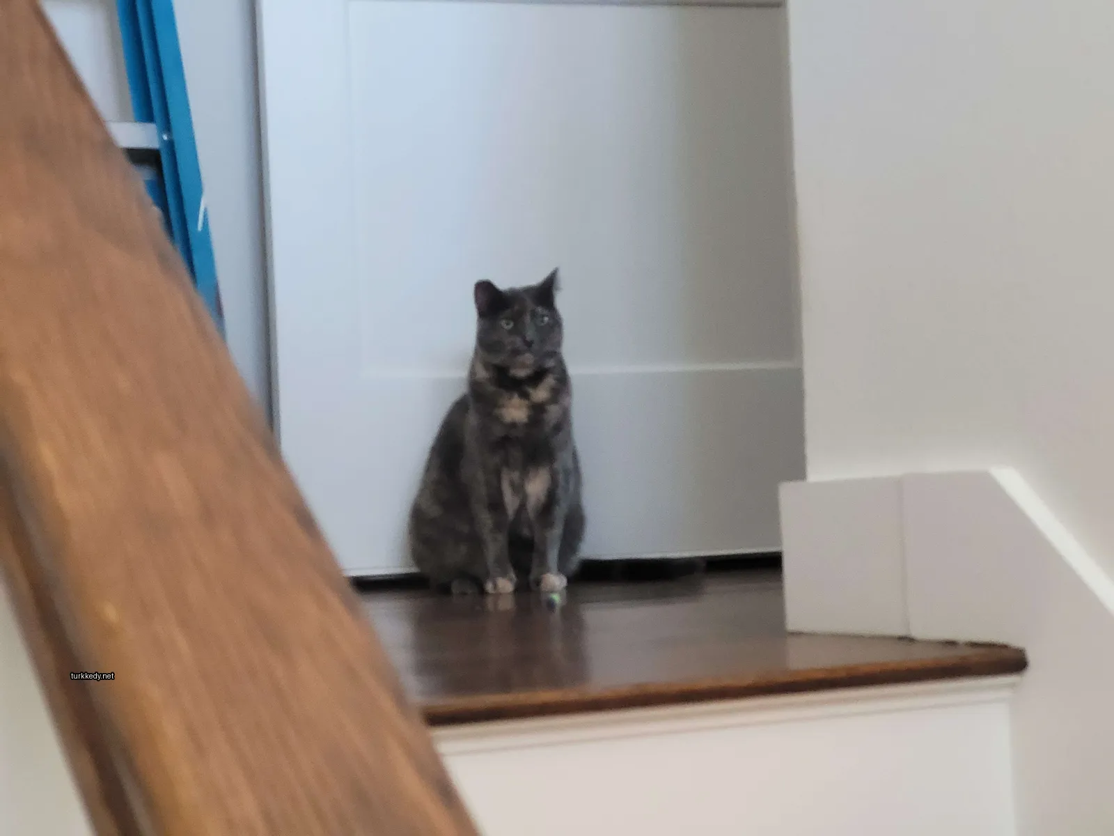 Gri ve siyah bir kedi ahşap merdivenlerde duruyor.