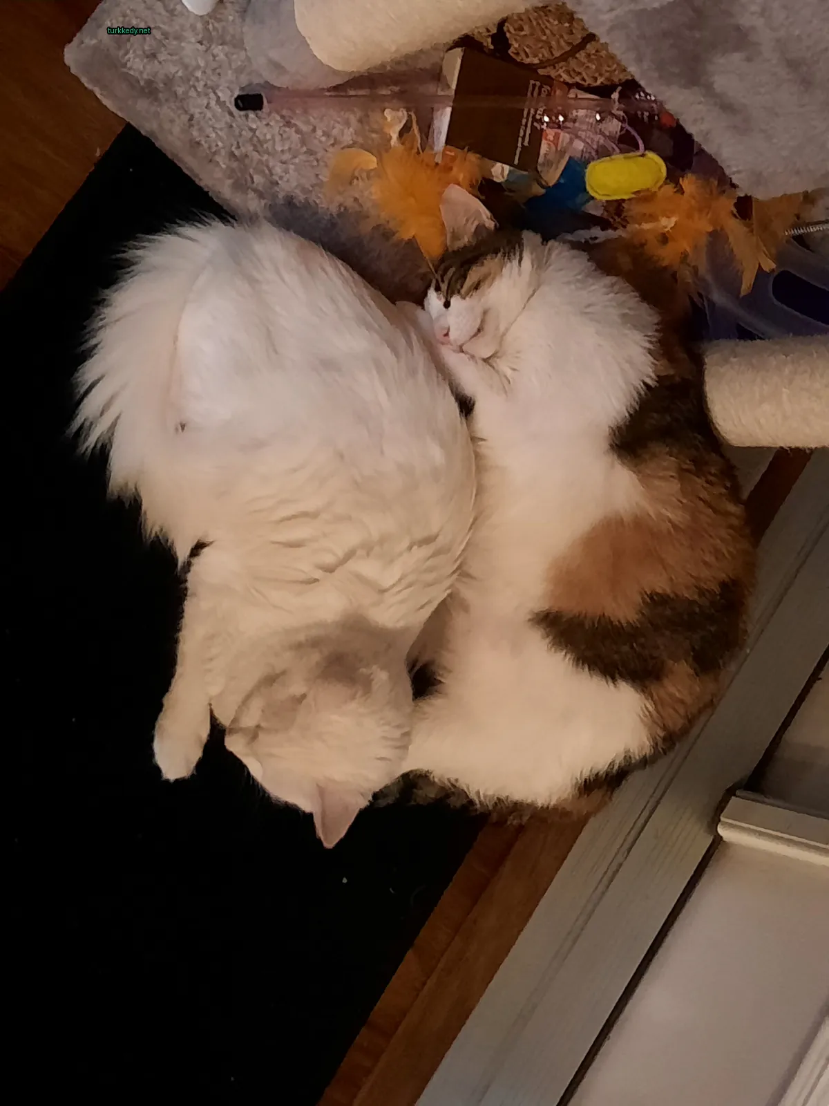 Beyaz ve kahverengi bir kedi siyah bir halı üzerinde yatıyor.