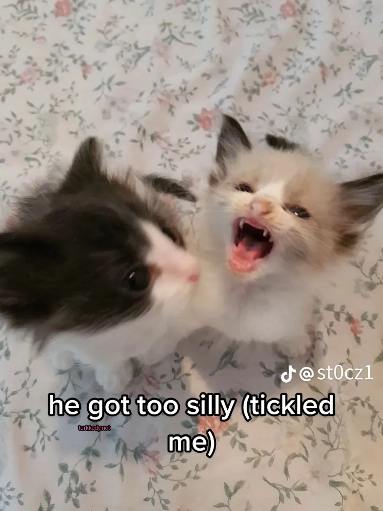 Beyaz yüzü ve pink diline sahip bir siyah beyaz kedi bir yatakta başka bir kedi ile yatıyor.