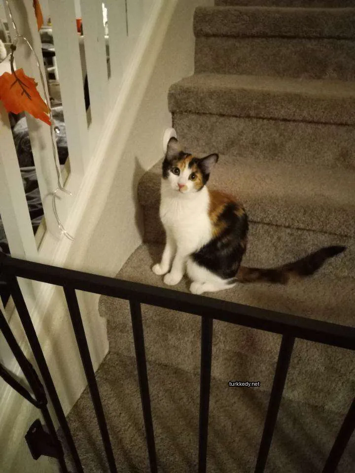 Beyaz göğsü ve kuyruğu olan bir calico kedi merdivenlerde oturuyor.