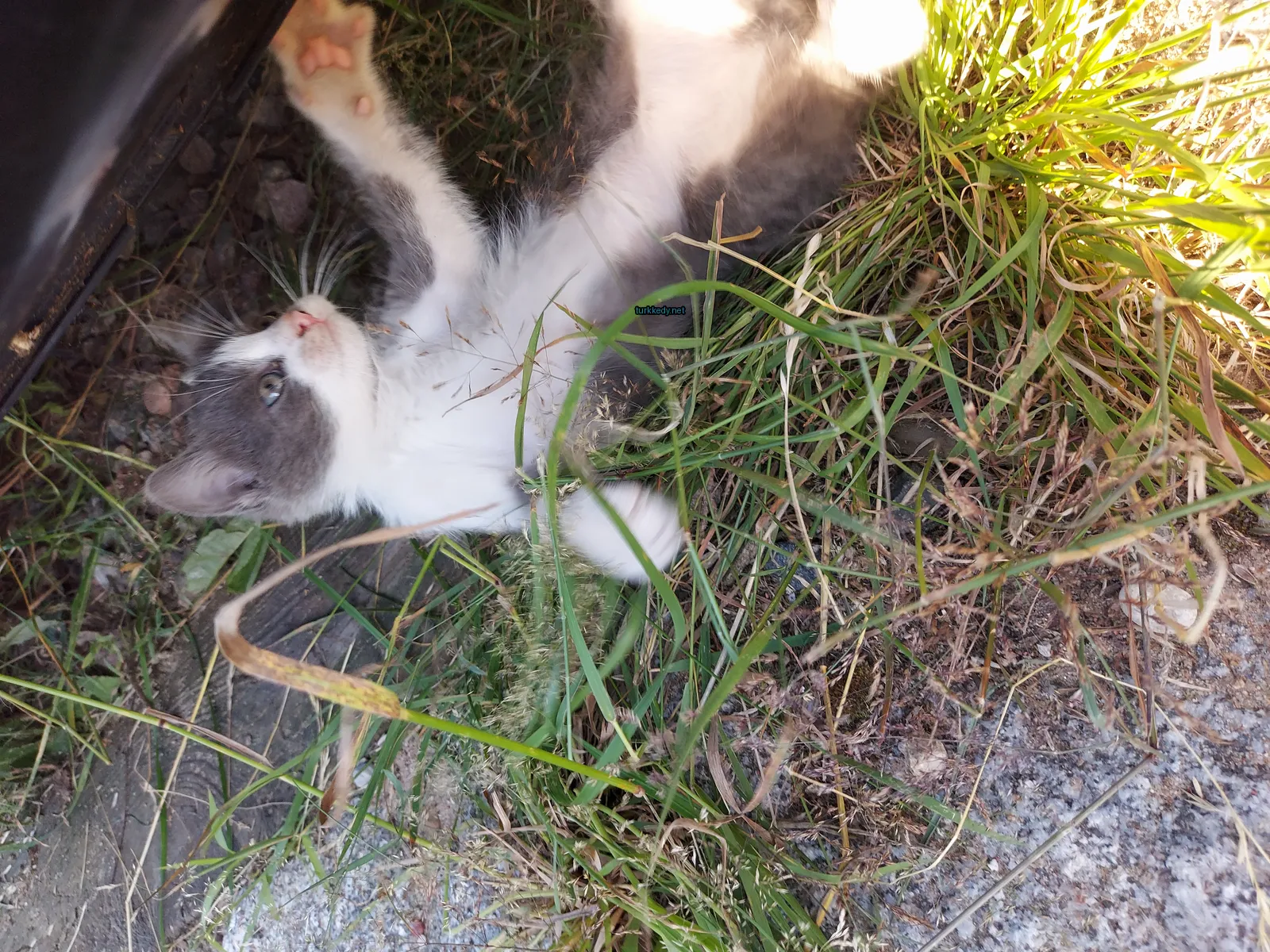 Beyaz ve gri bir kedi otun üzerinde yatıyor.
