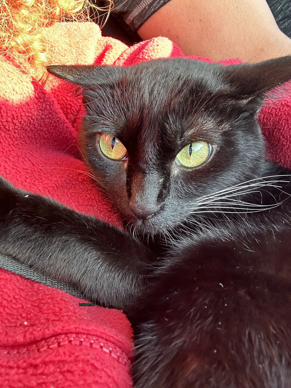 Siyah bir kedi, sarı gözleri olan, kırmızı bir battaniğe uzanmış.