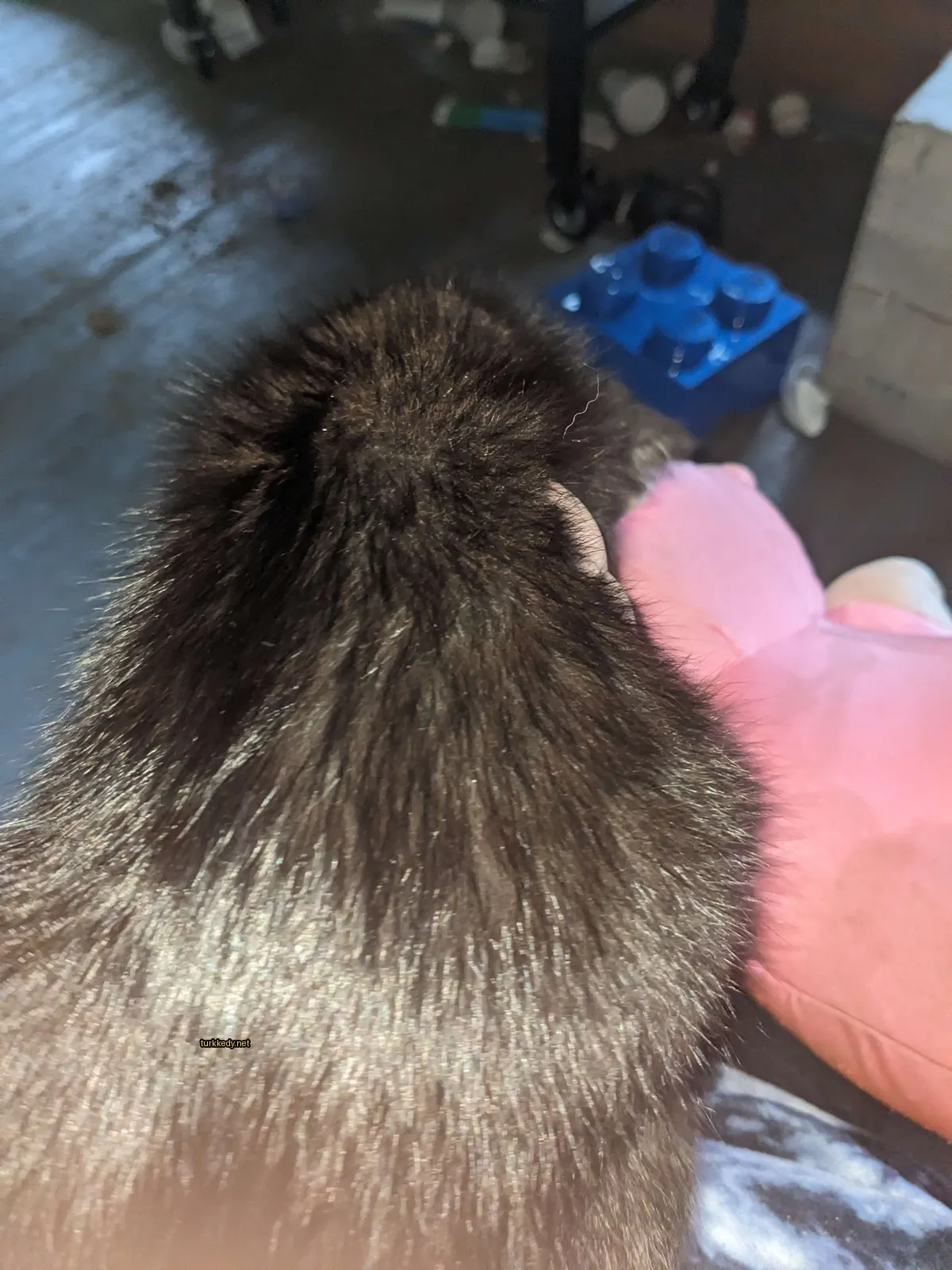 Kara bir kedi, başındaki beyaz lekeyle, pembe bir oyuncak üzerinde oturuyor.