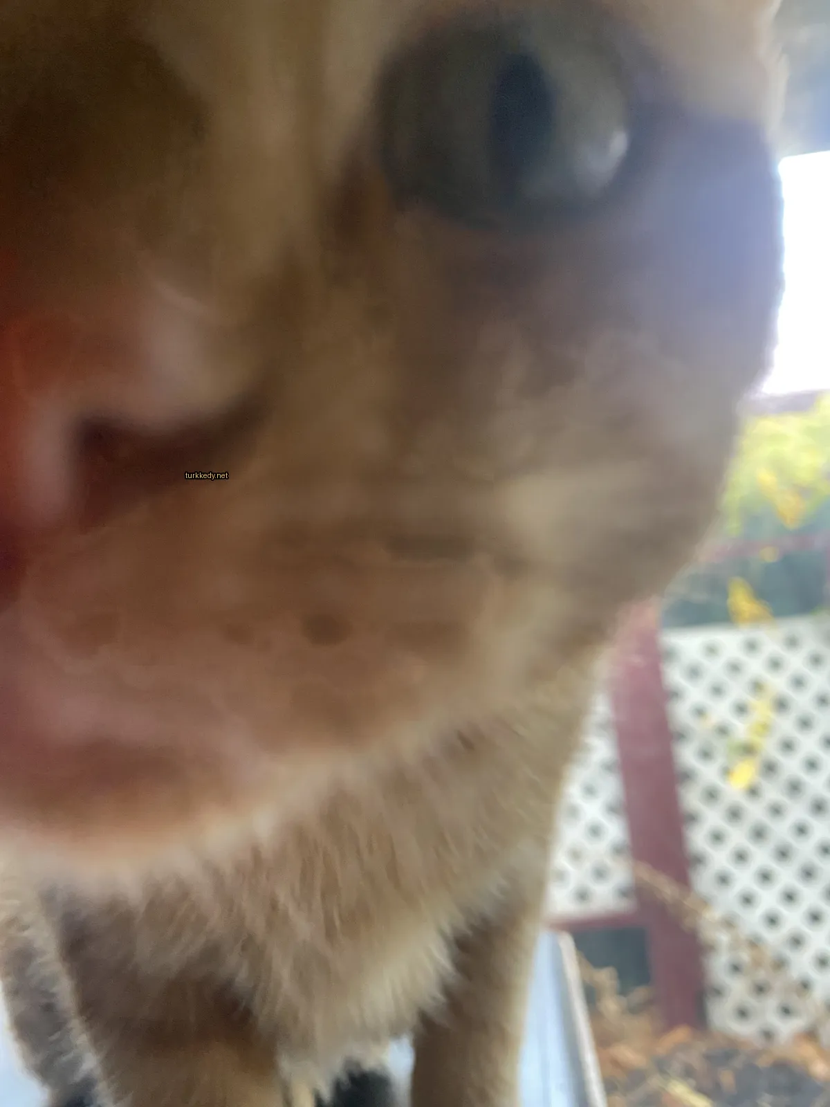 Koyu kahverengi ve beyaz bir kedi, beyaz burun ve ağız ile.