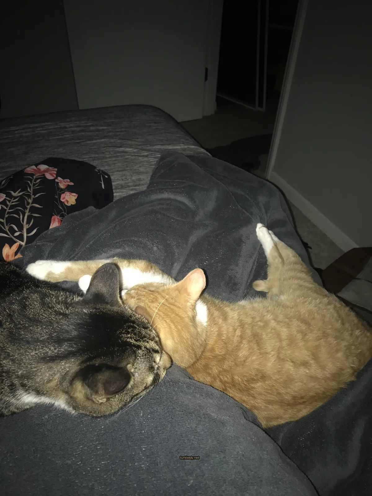 Siyah ve beyaz bir kedi yatakta turuncu bir kediyle yan yana yatıyor.