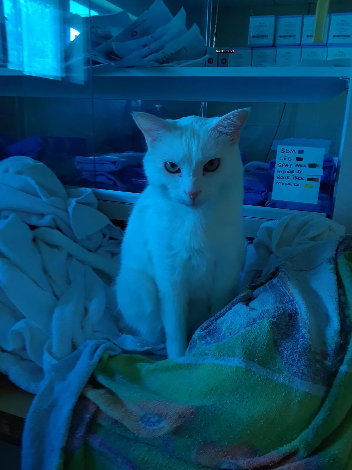 Beyaz bir kedi mavi bir kemerle bir yastık yığını üzerinde oturuyor.