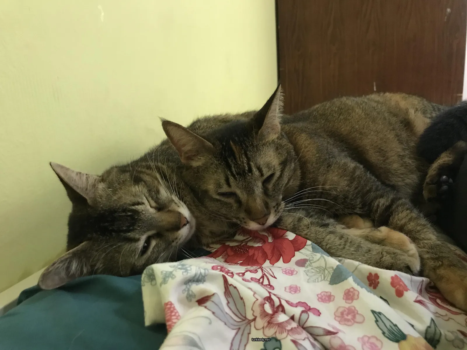 İki kedi yatakta yatıyor, biri kahverengi ve beyaz, diğeri kahverengi ve siyah.