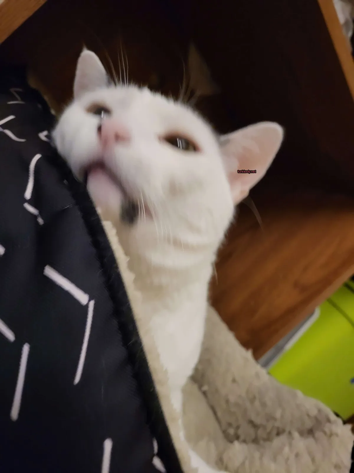 Beyaz bir kedi, yüzünde siyah lekeler olan, bir minderin üzerinde yatıyor.