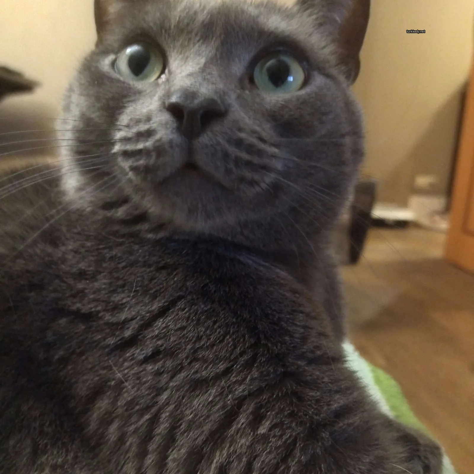 Gri bir kedi, beyaz bir çene ve tüylere sahip, yeşil bir bez üstünde oturuyor.