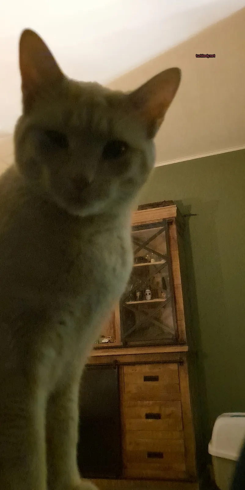 Beyaz bir kedi, kahverengi lekeleri olan, bir masada oturuyor.